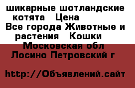 шикарные шотландские котята › Цена ­ 15 000 - Все города Животные и растения » Кошки   . Московская обл.,Лосино-Петровский г.